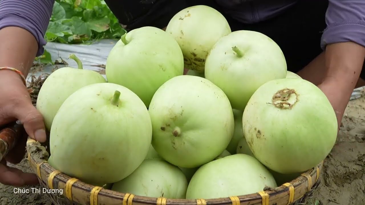 Harvesting Sweet Melons with My Kids – Selling at the Market and Cooking Hot Chicken Rice for Lunch