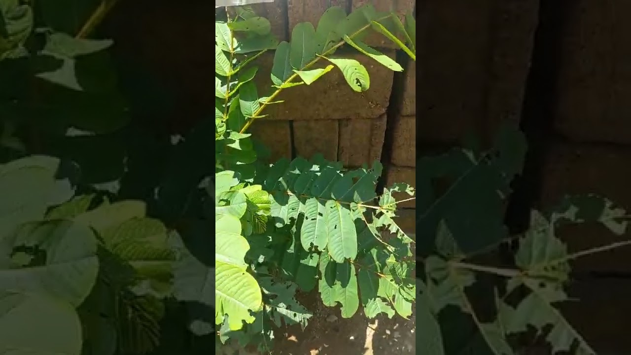 How to make use of Ewe Asuwon(Cassia Alata) for Man power,quick ejacution and weak erection.