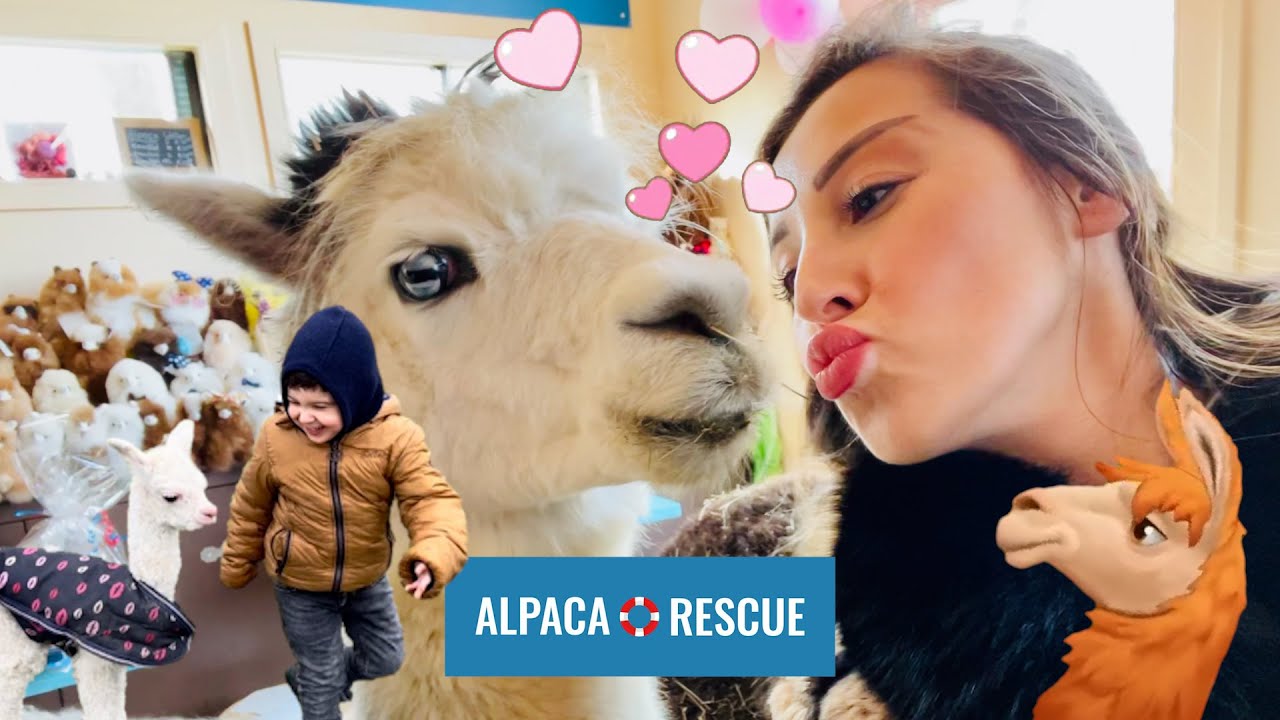 ❤  Cute Alpacas – Lustige Tiere - Bengi and Mavi ❤ Kinderkanal - Kids Show