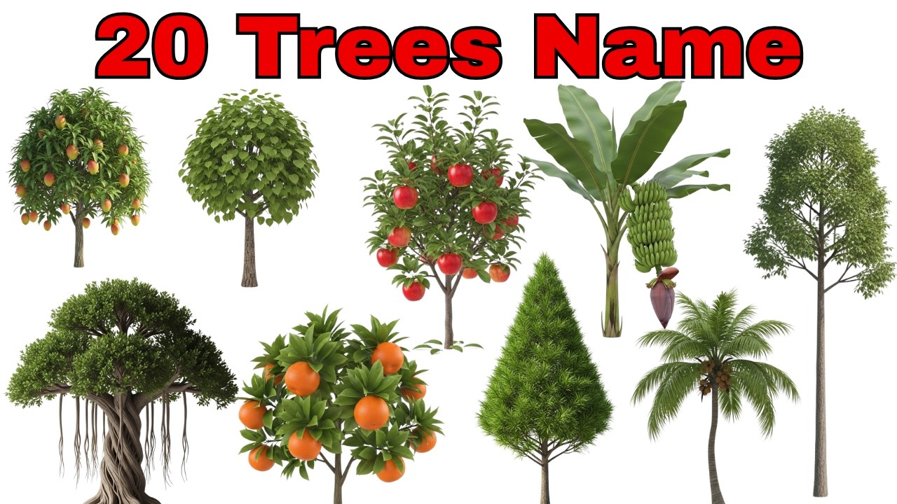20 Tree Names for Kids 🌳 | Trees Name in Hindi & English | पेड़ों के नाम | Kids Learning