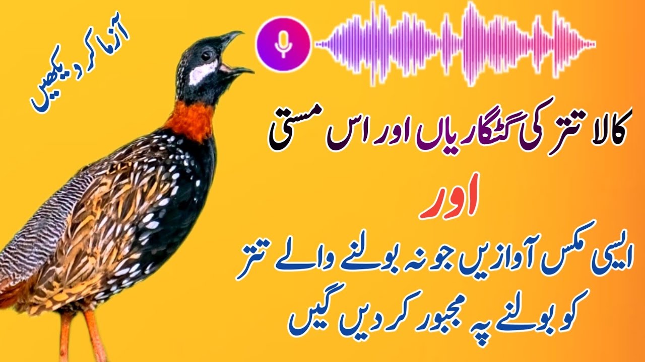 Kala Teetar Ki Awaz|Black Partridge New Voice Video|Black Francolin Voice|کالا تتر کی آواز|