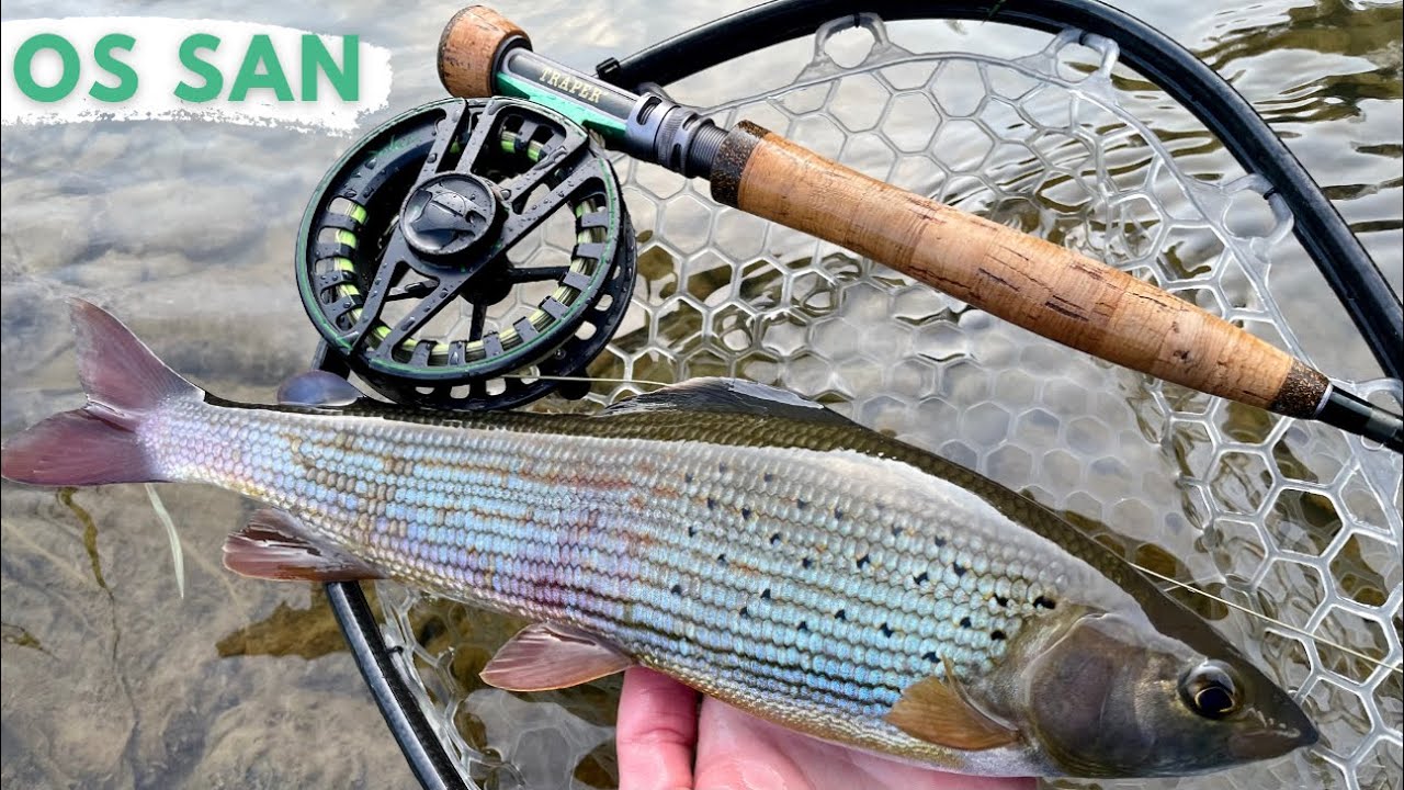 Piękne Pstrągi i Lipienie na muchę | Nimfa - OS San  | Fly Fishing in Poland - San River
