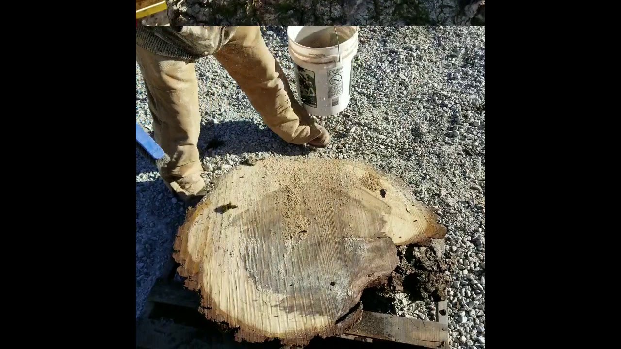 Giant walnut burl!
