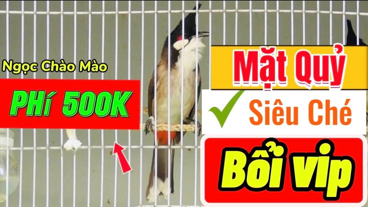 2/2 Thanh Lý 700k Siêu Phẩm Lân Tê Dị/Siêu Ché Phách Siêng Cầu/Bổi Vip Máy Lật Cầu Tốc Độ Siêu Vip