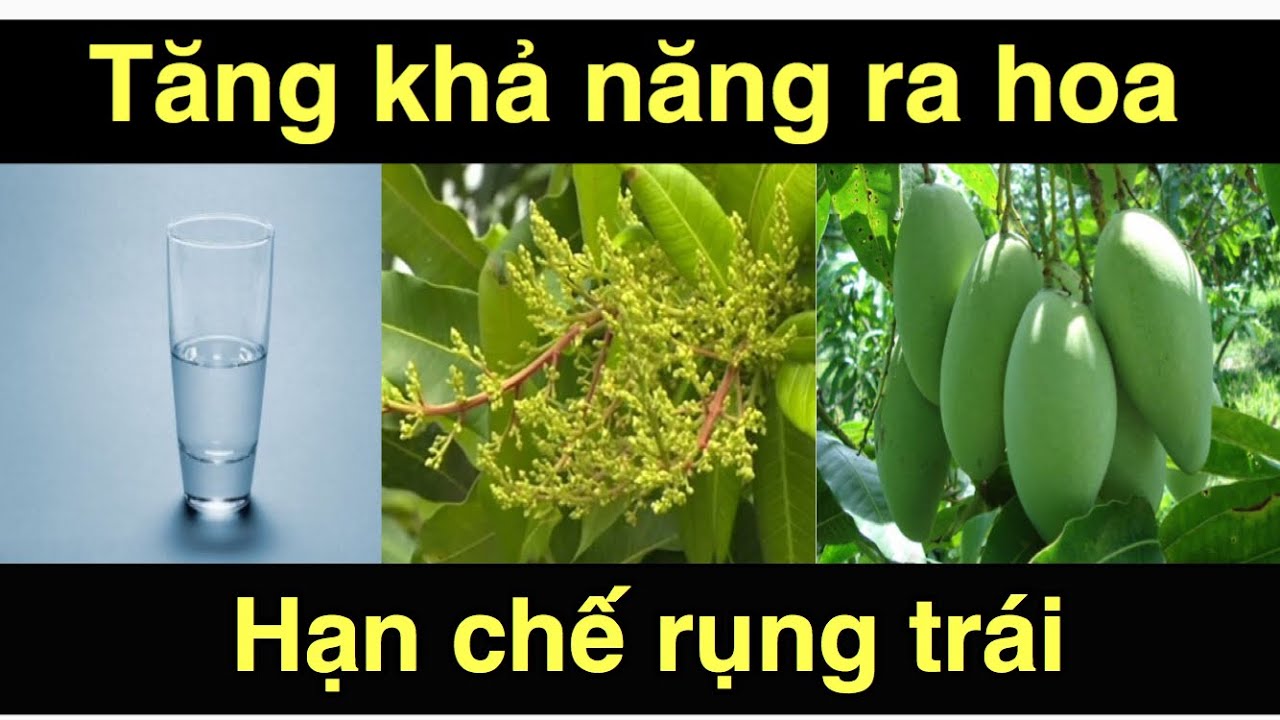 Mẹo dùng muối bón phân cho cây xoài ra hoa đậu trái