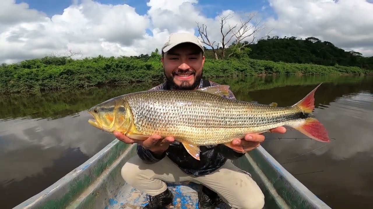 El pez más combativo de Colombia: Pesca de Picuda (Salminus affinis) en el Magdalena Medio