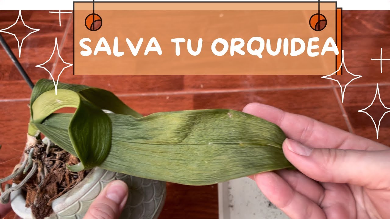 Salva a tu ORQUÍDEA MUERTA/ invernadero reciclado/ Terapia de agua