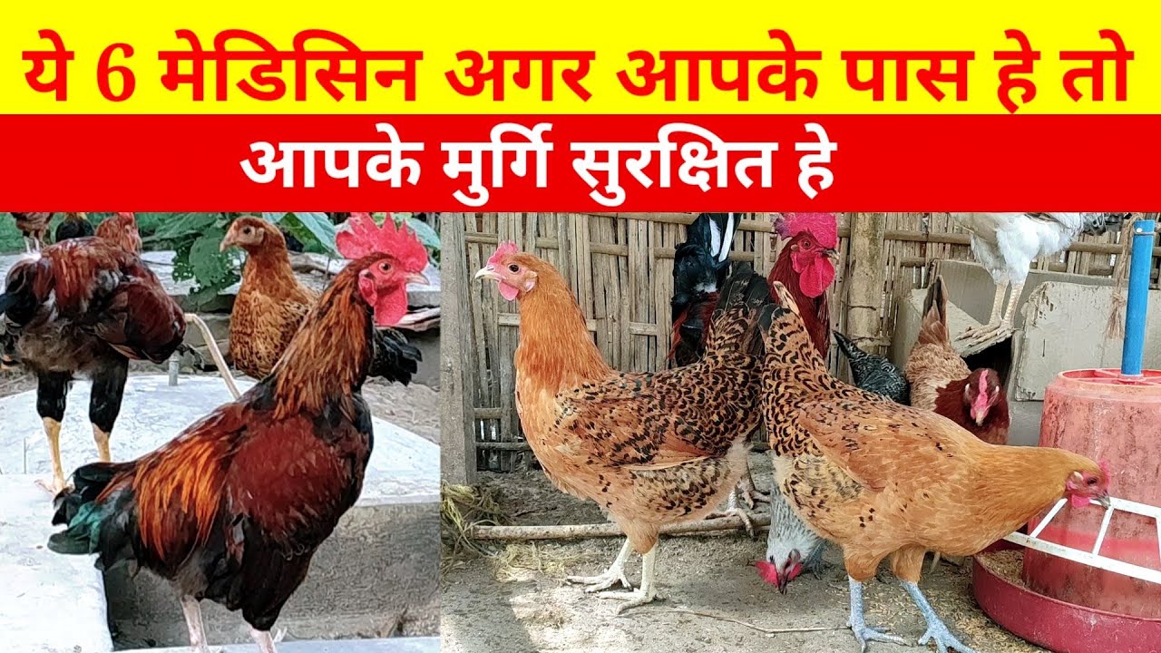ये 6 मेडिसिन अगर आपके पास हे तो आपके मुर्गि सुरक्षित हे(Local chicken farming‎@Tips Assam )