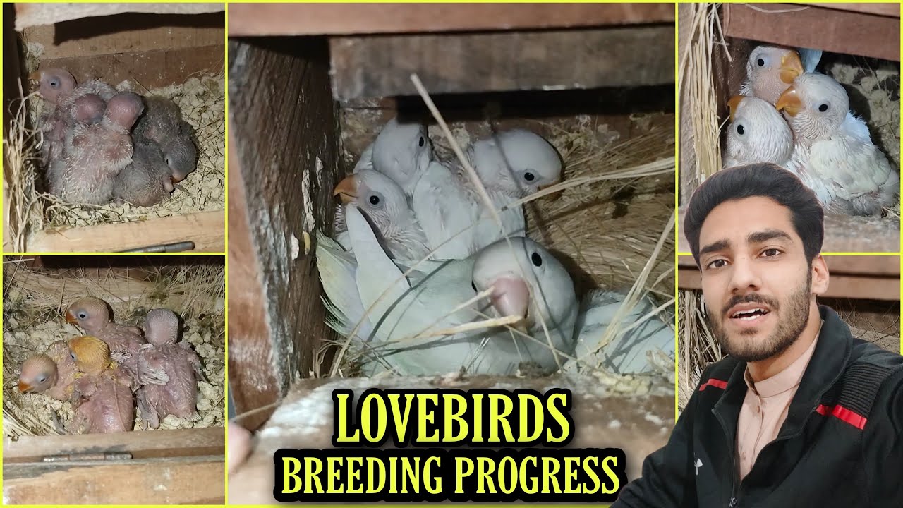 Lovebirds Breeding Progress || लवबर्ड्स ब्रीडिंग प्रोग्रेस || Pets Vlogs