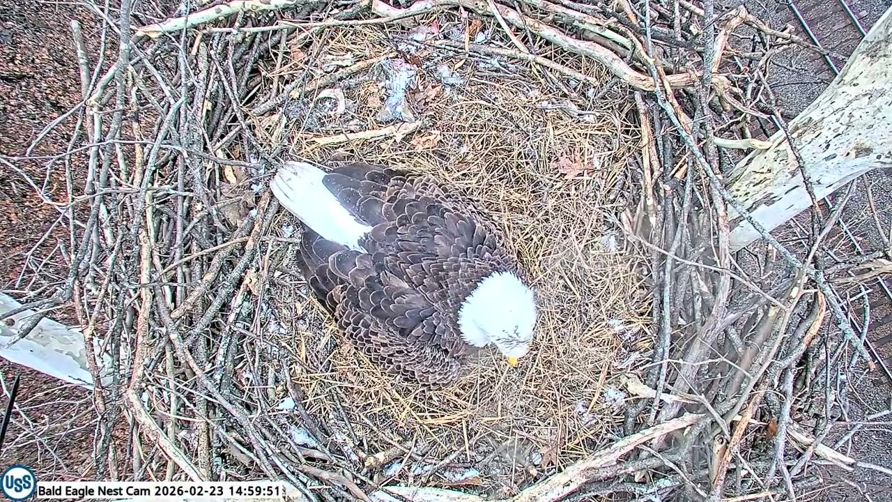 USS Bald eagle Nest Cam on 2-23-26 @ 15:00:44 Stella lays her 2nd egg 🎉🥚🥚🎉 Congratulations!