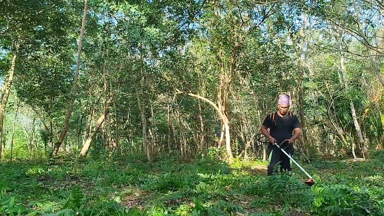 Episode 13. Pakis. Area lahan yang akan dibabat setelah nderes