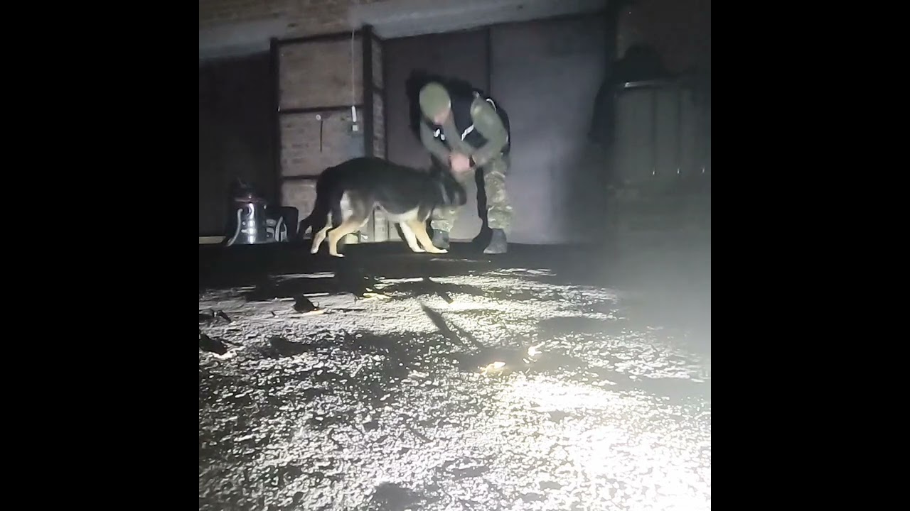 #кайдо #k9 #dogtraining 