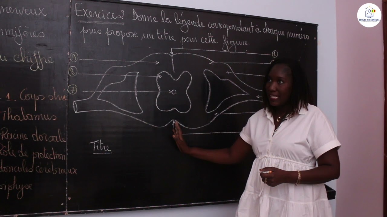 Exercices - TL2 - SVT: Organisation du système nerveux cérébro-spinal des mammifères / Mme Cissé