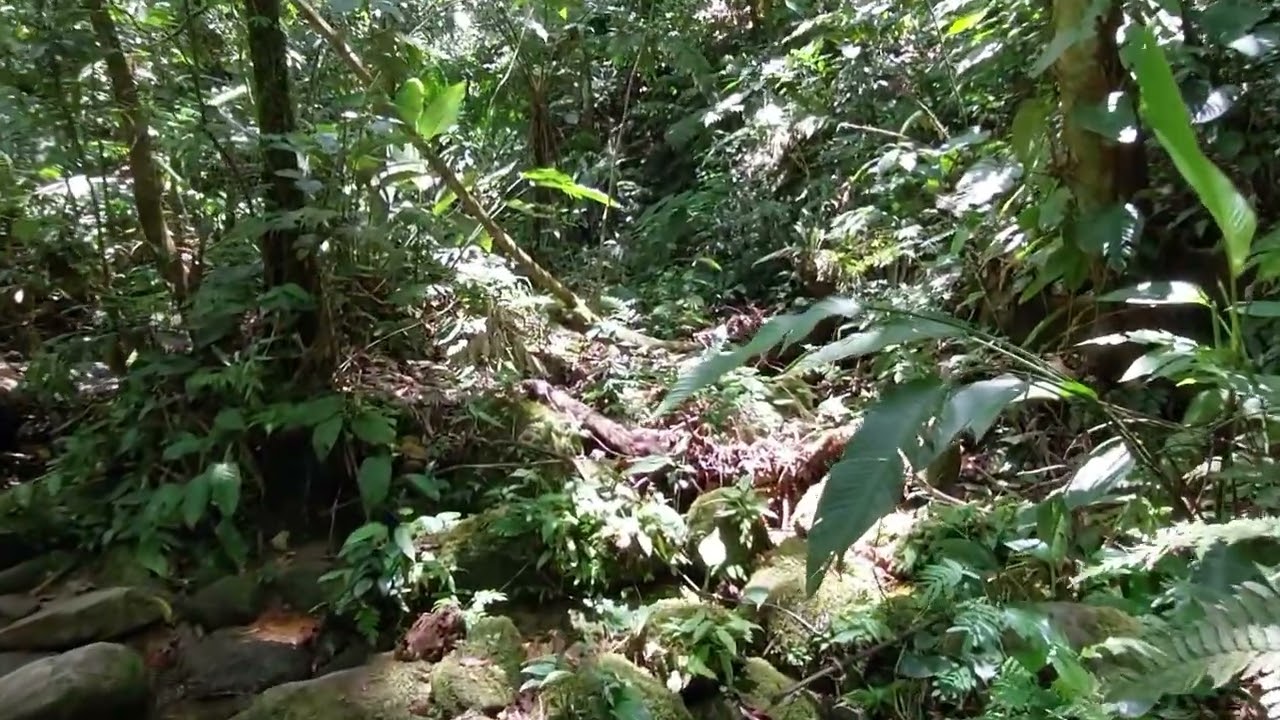 Trilha para #cachoeira vel da noiva muito linda 