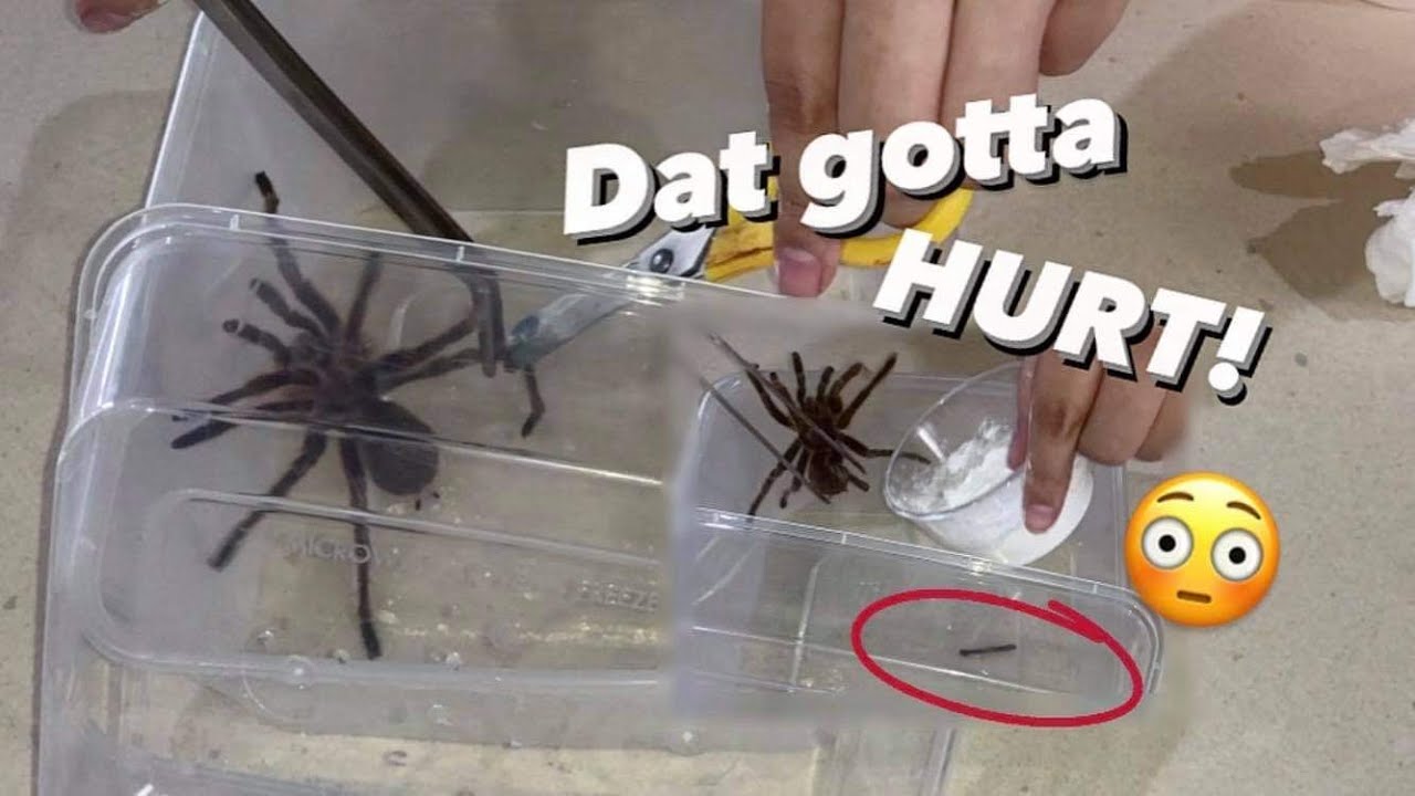 She had to CHOP off the TARANTULA&rsquo;s Leg to save its life ..