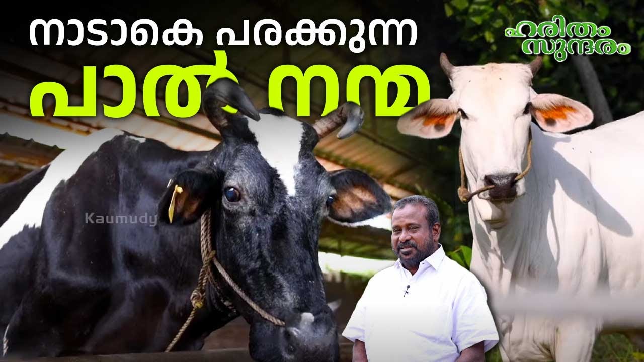 കൊല്ലം വലിയ കൂനമ്പായിക്കുളം ഗോശാലയുടെ വിശേഷങ്ങളുമായി | Cow Farming | Kollam | Haritham 503