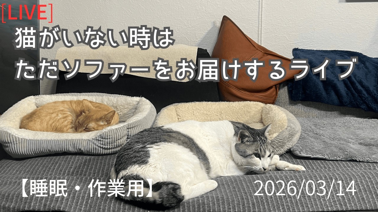 Relaxing Cat Live Stream 🐾 (猫の定点ライブ / 作業用)