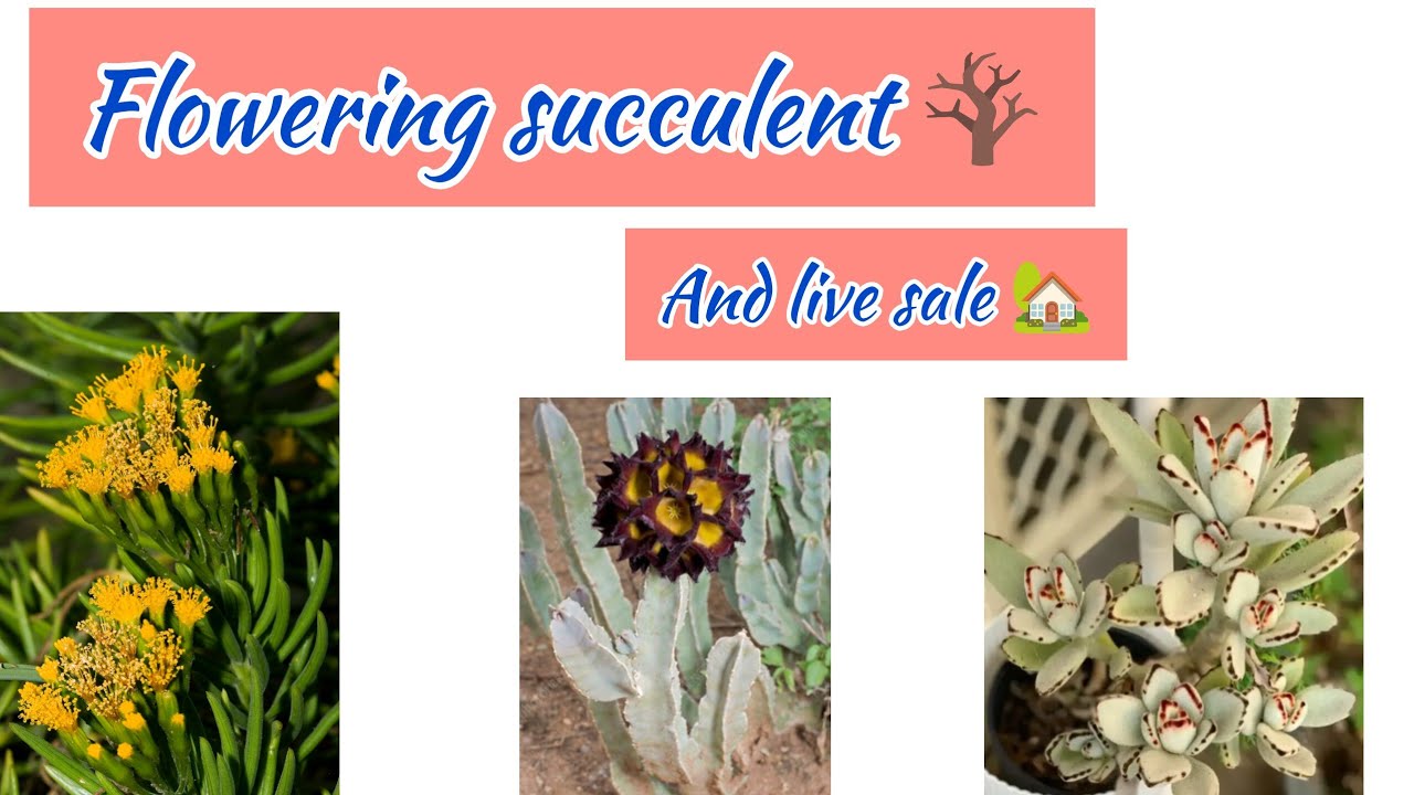 Live sale and Rare and Exotic Flowering succulent 🪾#youtube #onlinesaleplants #liveplant 