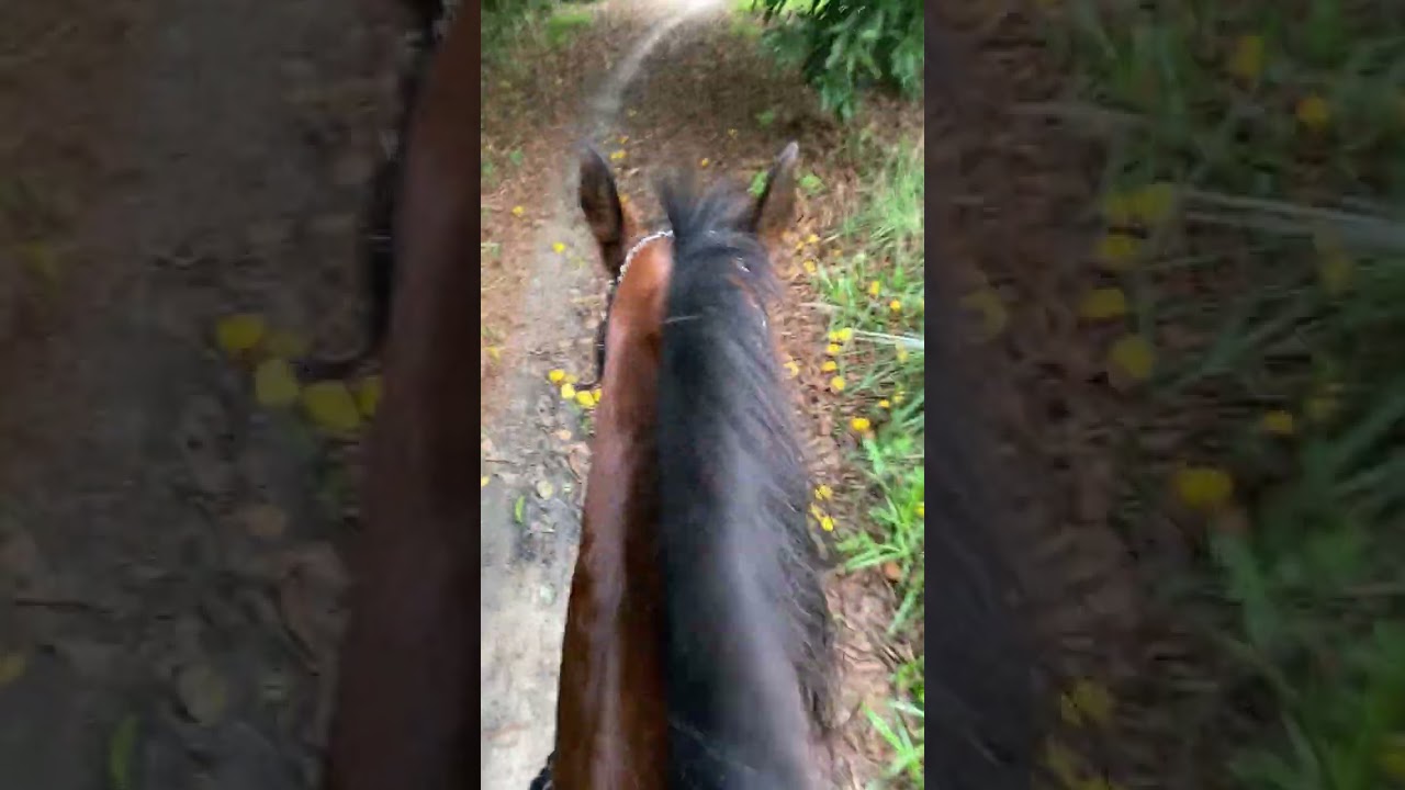 Passeio a cavalo fim de tarde 