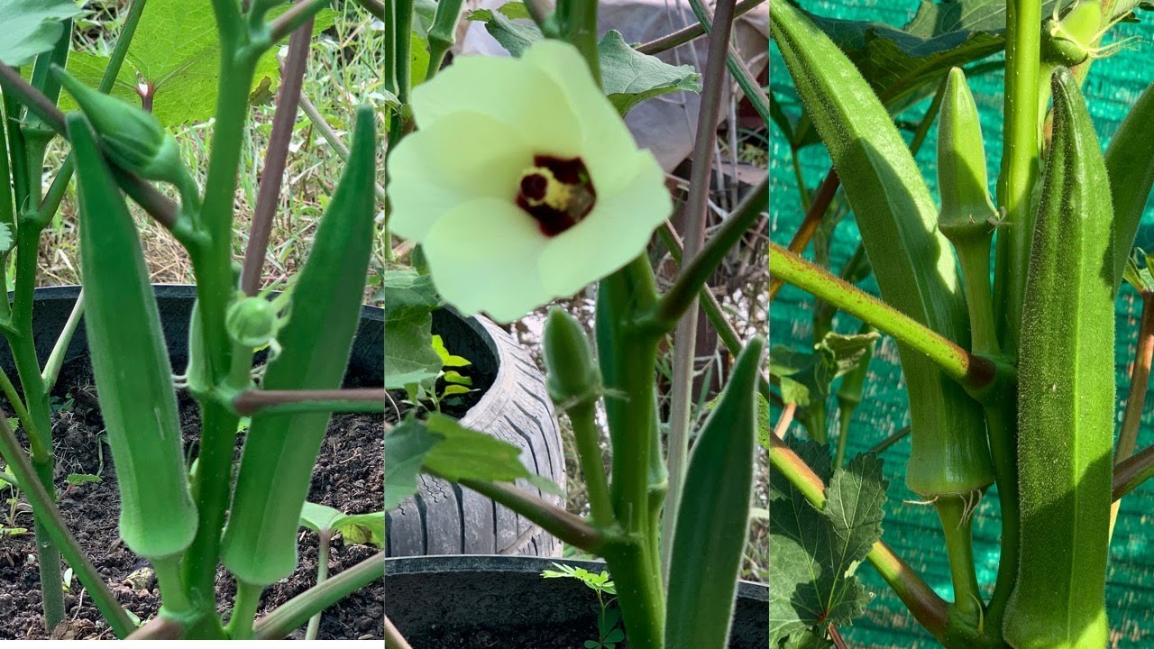Best Tips To Grow Okra (Lady Finger) Plant at Home Naturally