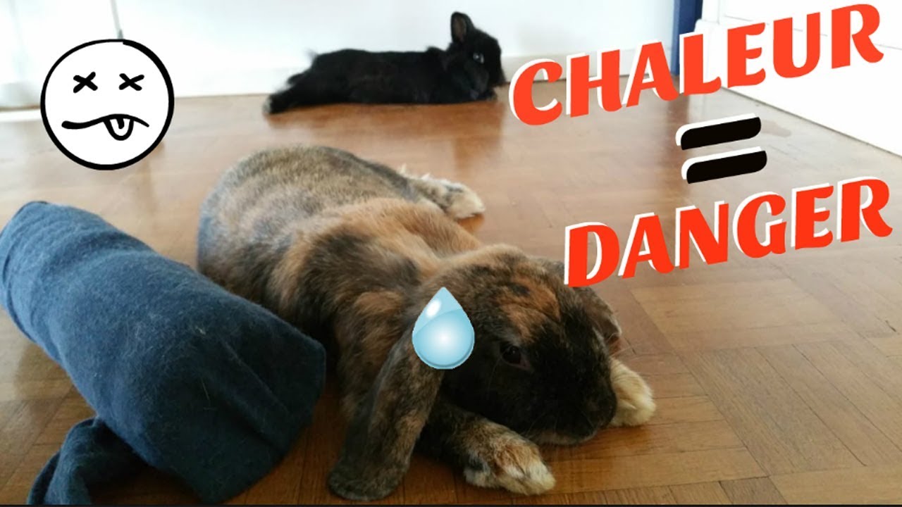 CHALEUR 🔥 et LAPINS 🐰 : comment les rafraichir !