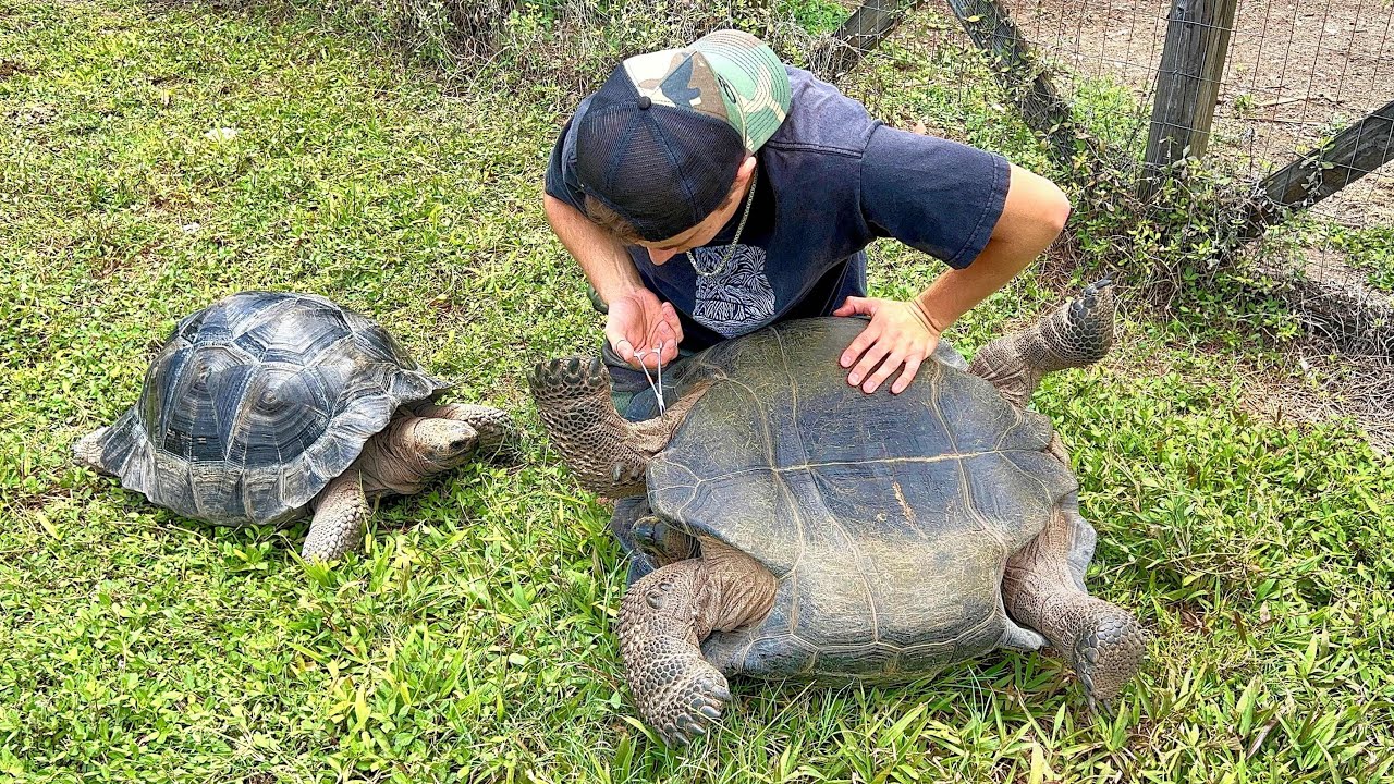 PULLING GIANT TICKS OFF MY TORTOISES !