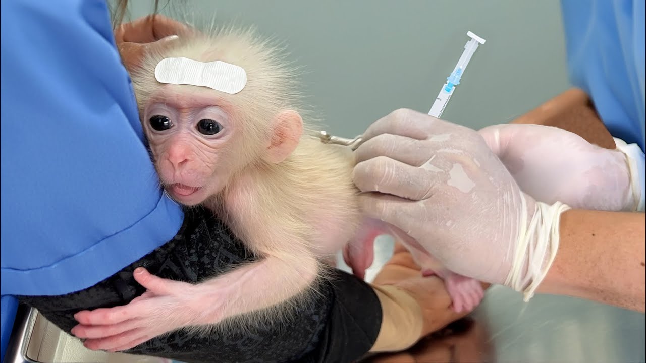 I took monkey Zika to the doctor! Is his health okay?