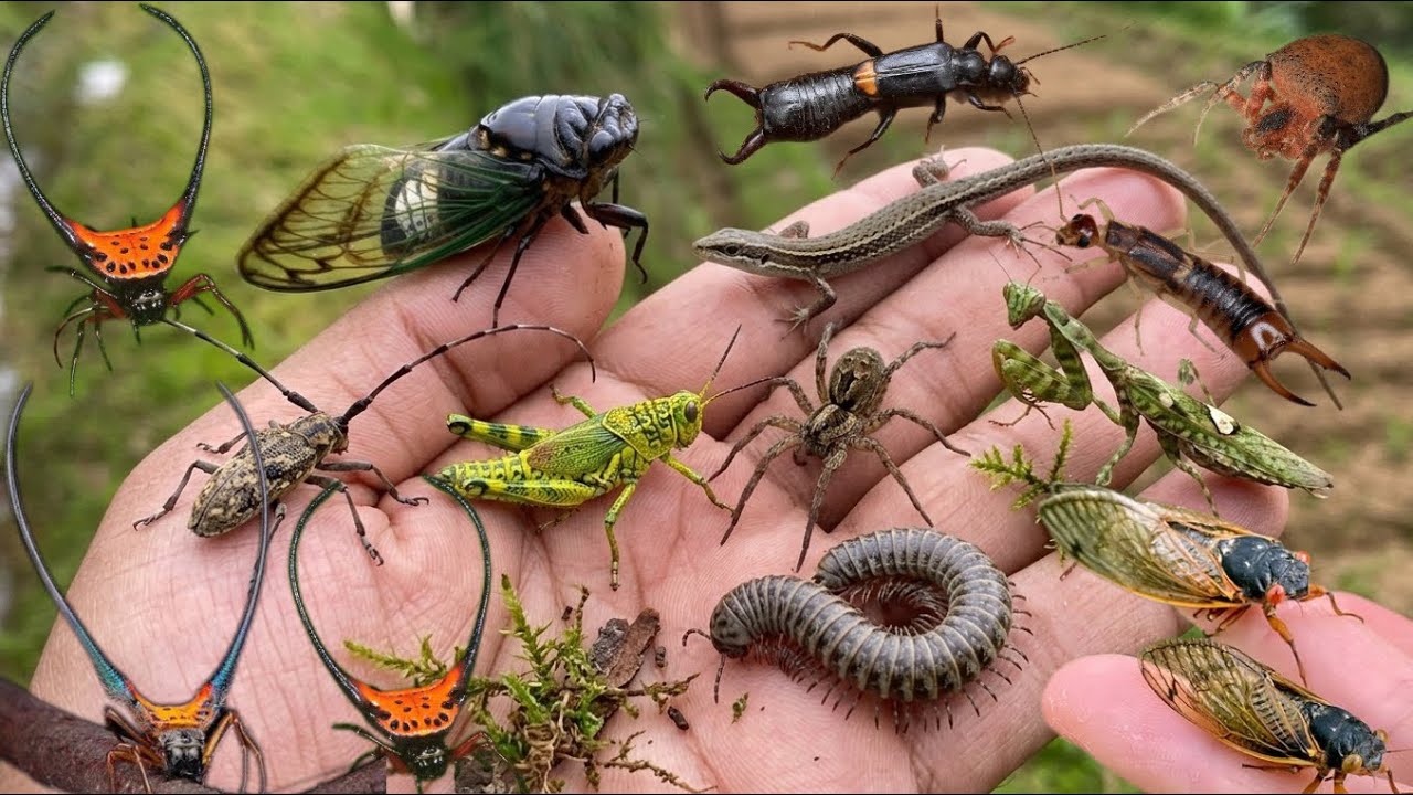 catch the most unique insects in the wild