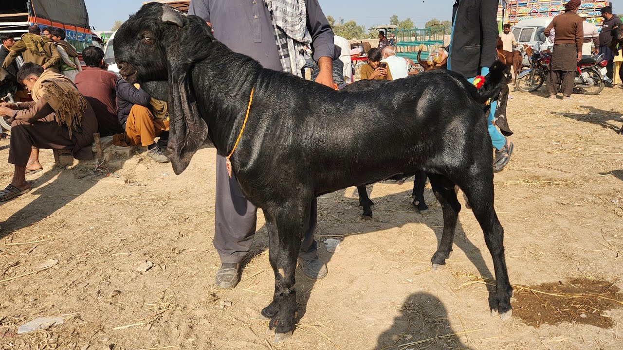 Top Class Biggest Breeder Bakray & Beetal Pregnant Goats 