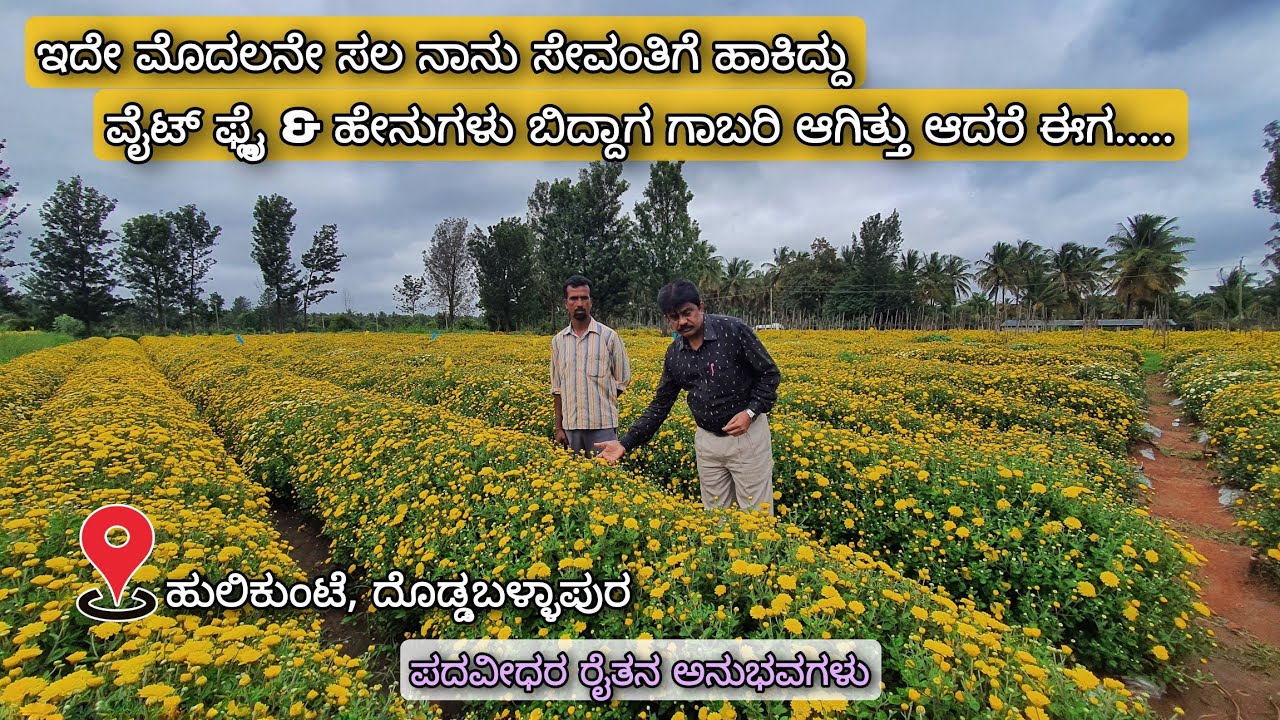 ಸಮಗ್ರ ಪೋಷಕಾಂಶ ನಿರ್ವಹಣೆಯಿಂದ ಅತ್ಯುತ್ತಮ ಸೇವಂತಿಗೆ ಬೆಳೆ | ಹುಲಿಕುಂಟೆ ದೊಡ್ಡಬಳ್ಳಾಪುರ | Success story |