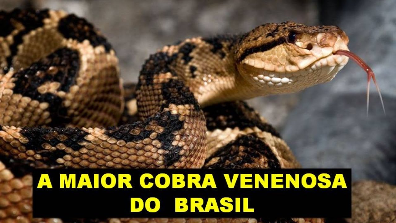 SURUCUCU-PICO-DE-JACA - A MAIOR SERPENTE VENENOSA DO BRASIL! UMA COBRA RARA E IMPRESSIONANTE!!!