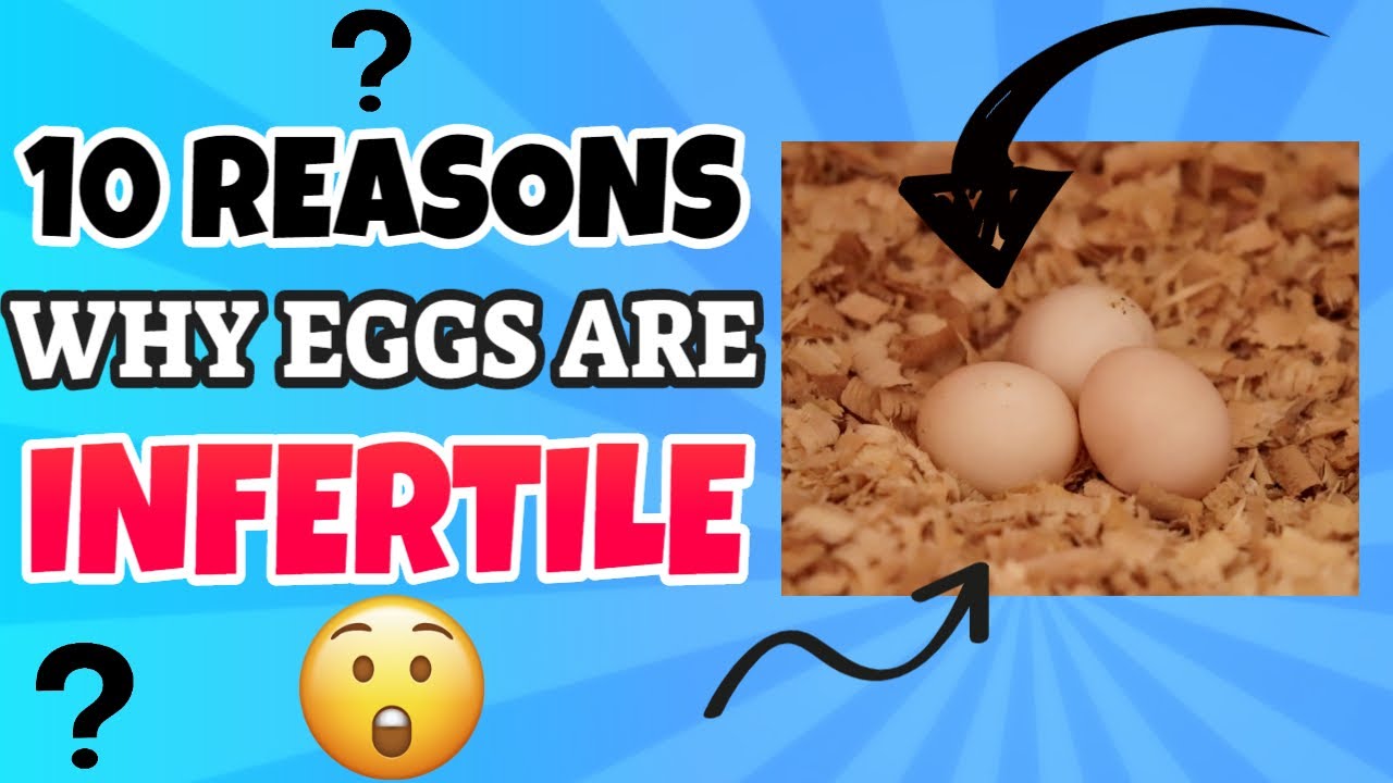 10 REASONS WHY LOVEBIRD EGGS ARE INFERTILE