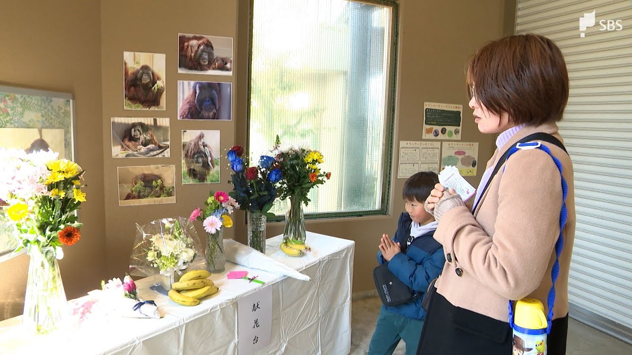 人気動物の相次ぐ死に…市長も危機感 どうなる日本平動物園 オランウータン、ゾウ、シロサイ、キリン、ライオンも 10年余で2割減=静岡市