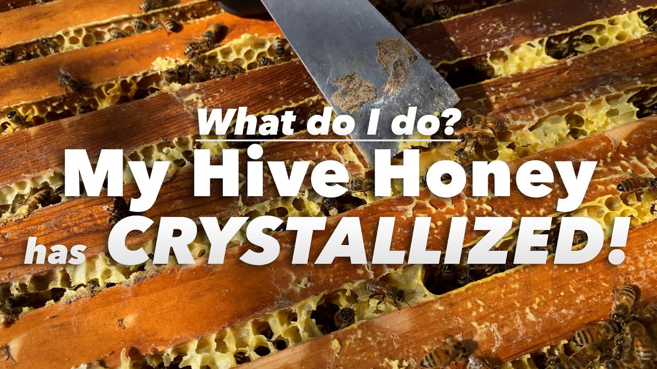 Got crystallized honey in your hive? Don't worry! (we also pull mite strips and dusting of DFM) 🏡 🐝