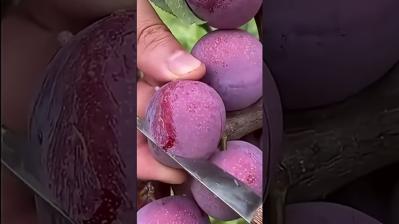 Enjoying Life in countryside with Fruit Harvesting 