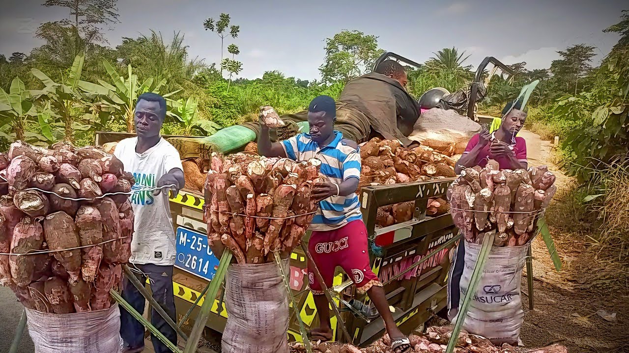 😍How Cassava Packaging Is Done In Africa (Ghana) 🇬🇭 