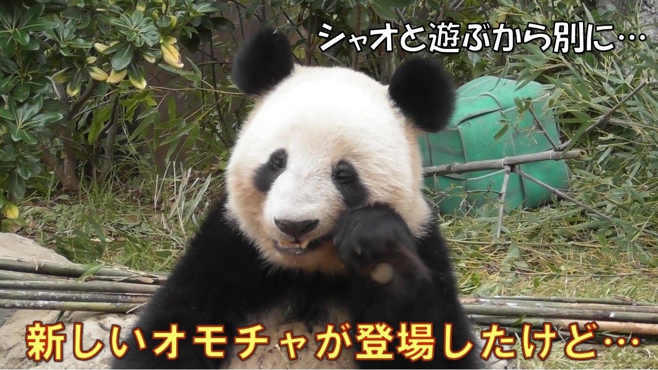11/11双子パンダに新しいオモチャの登場！でもあまり遊んでない様子…giantpanda @tokyo 上野動物園