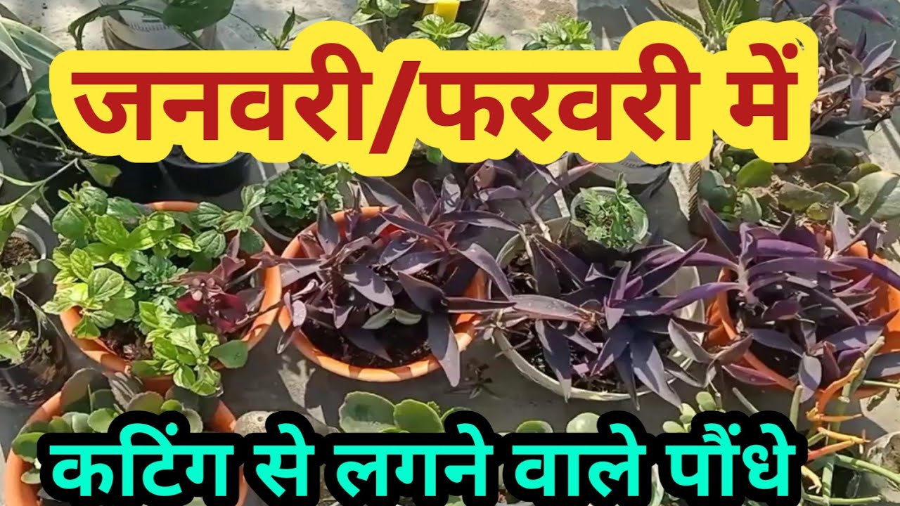 जनवरी-फरवरी में कटिंग से लगने वाले पौधें/जनवरी में लगाए ये पौधें/Plants cutting #gardening#flowers