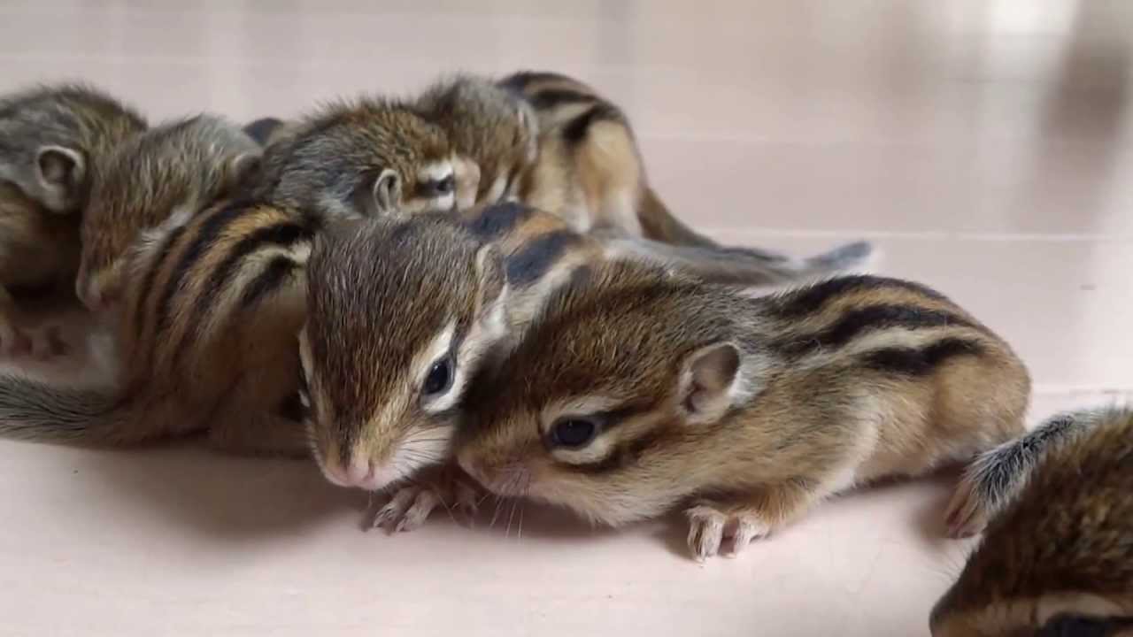 かわいい７つのシマリスの赤ちゃん　生後 １M  cute chipmunk babies (1month)