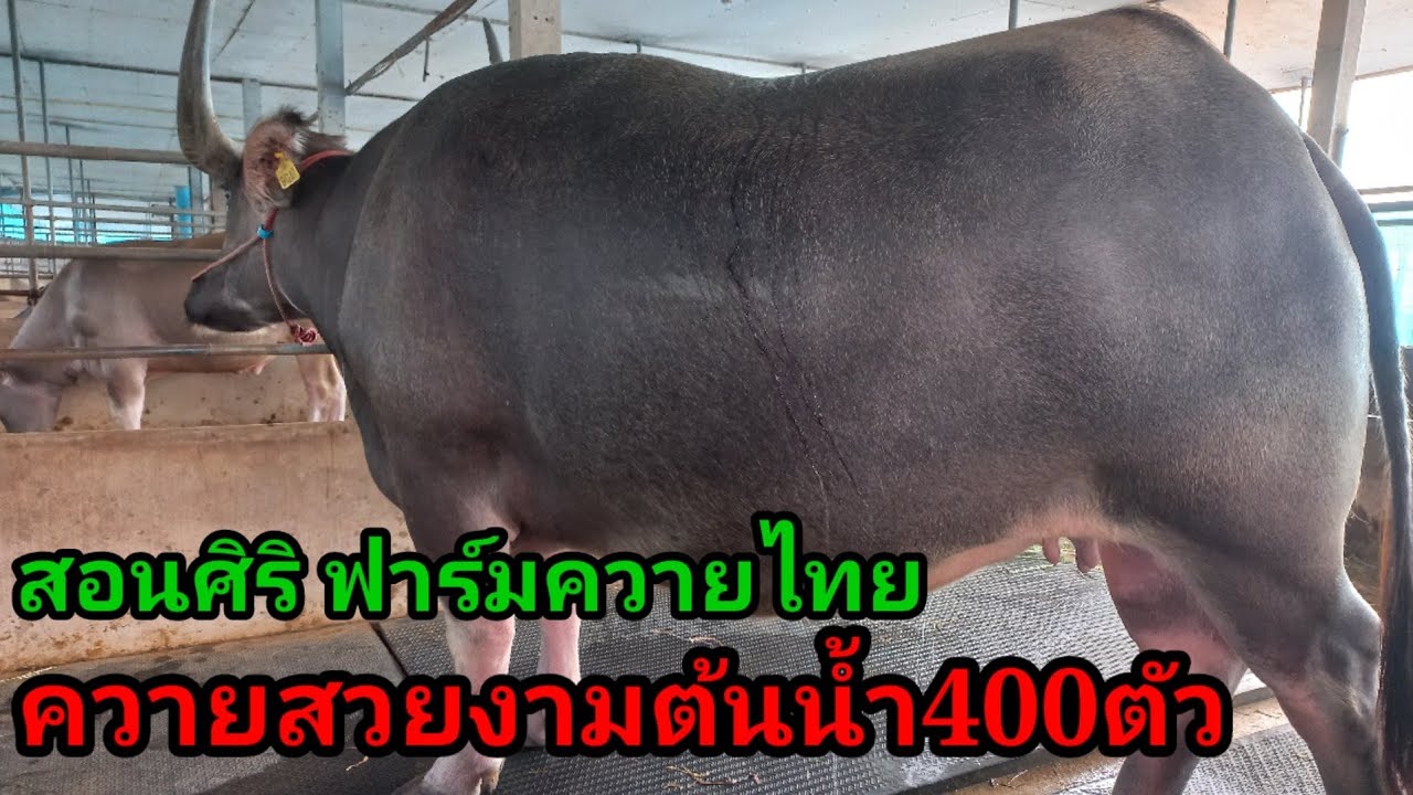 เลี้ยงควายสวยงามกว่า400 ตัว แบบยืนโรง100% สร้างรายได้มหาศาล#พูดจาภาษาวัว