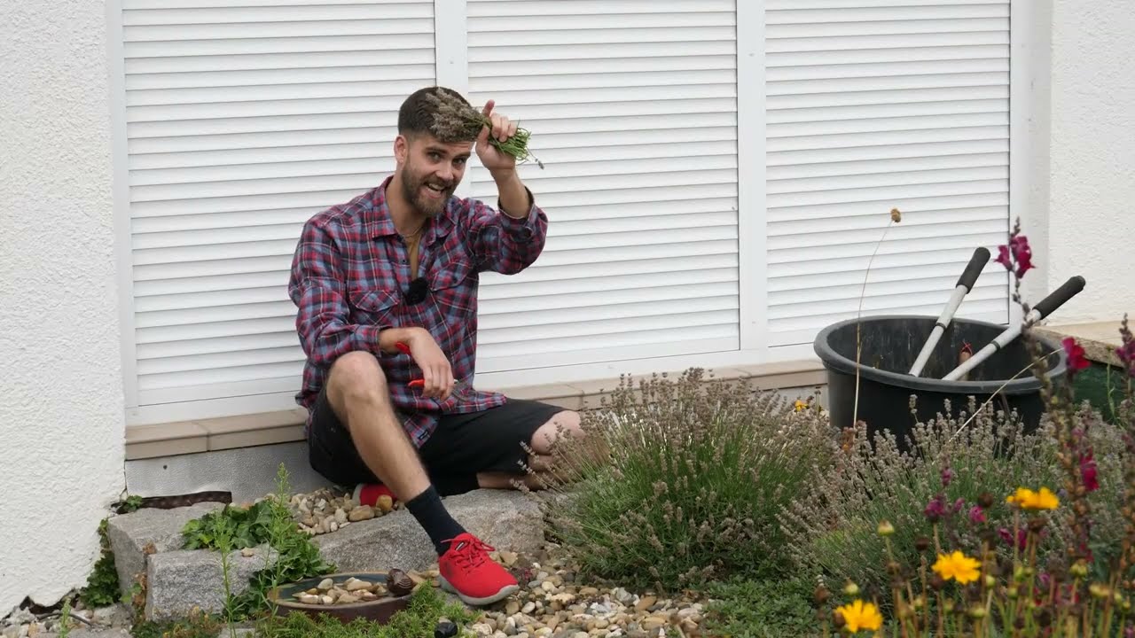 Lavendel richtig schneiden nach der Bl&uuml;te | Einfach, schnell und wichtige Tipps und Anleitung