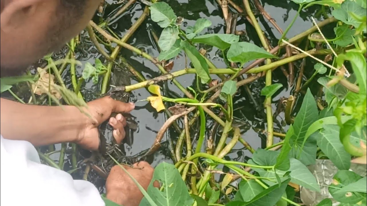 2 HARI PASANG PANCING DI KOLAM KANGKUNG TARGET GABUS!