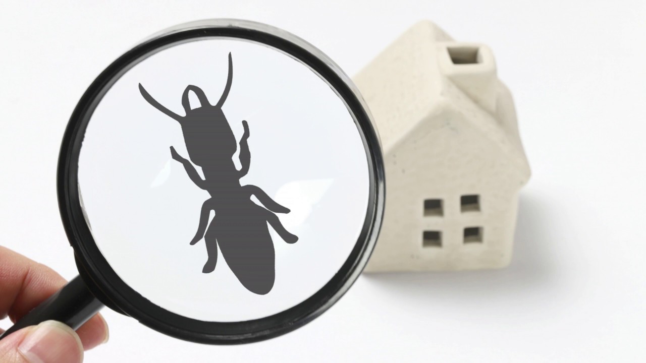 Wood Destroying Insect Report - WDIR Arrow Termite and Pest Control
