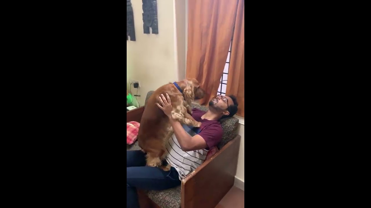 Excited Cute Cocker Spaniel greets owner after a long break