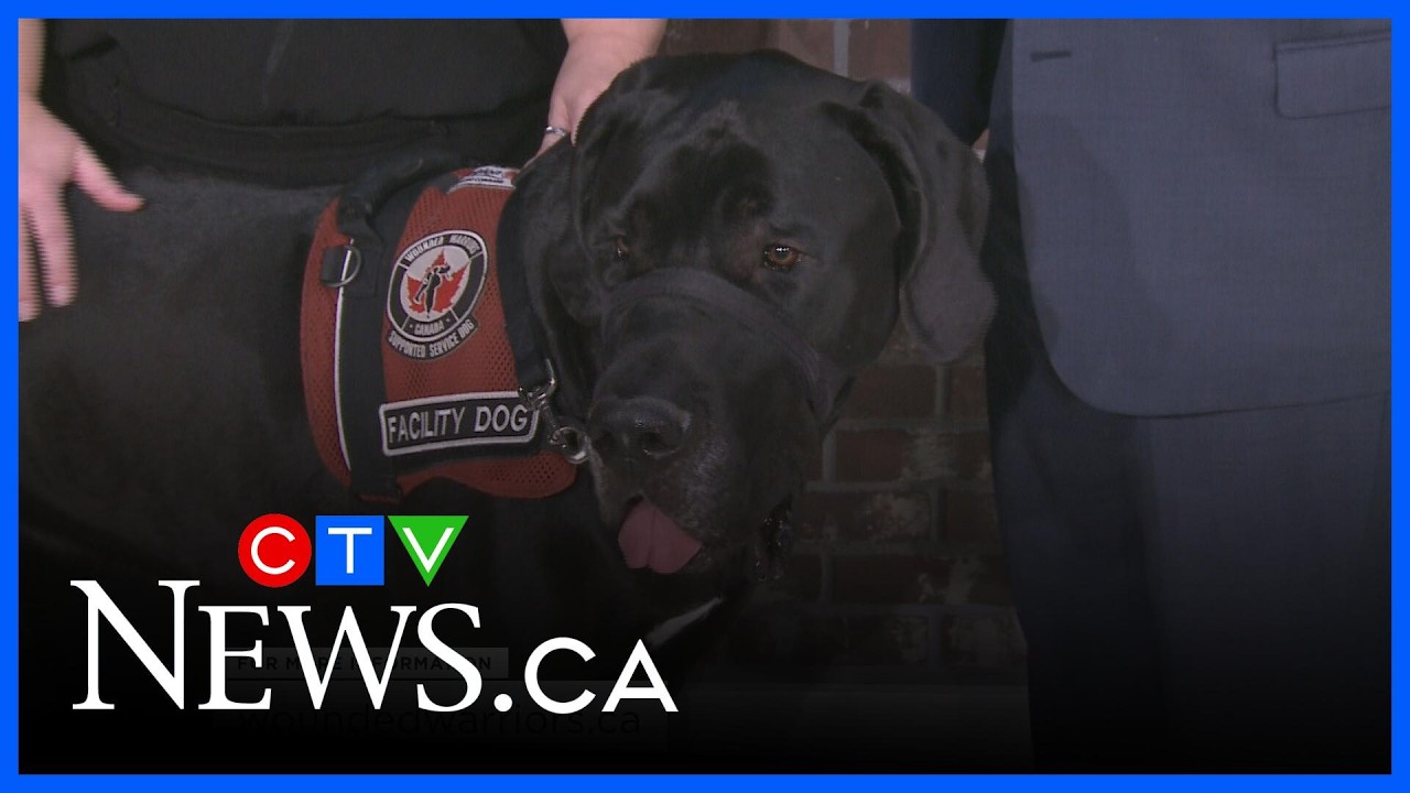 Wounded Warriors pairs 100 service dogs with veterans