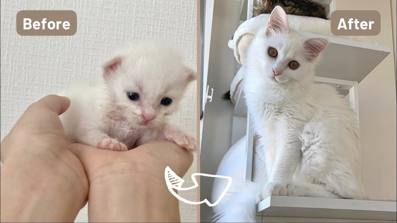 生後2週間の小さな捨て猫と出会ってから1年間の思い出