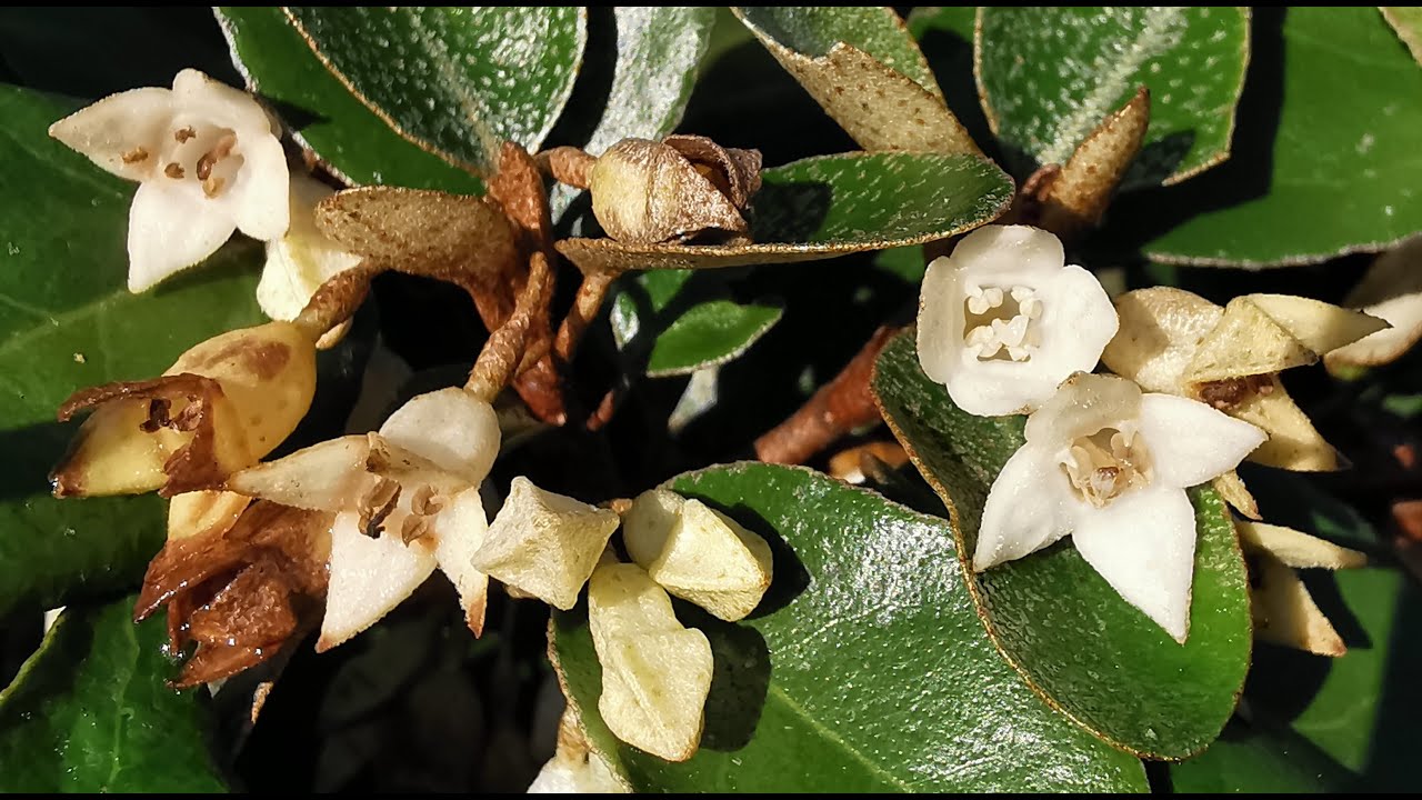 Eleagnus x ebbingei: one of the most fragrant hedge plants for British gardens, loved by pollinators