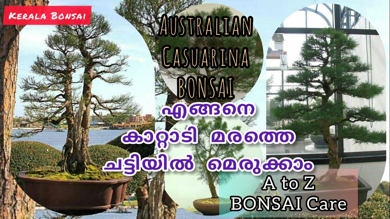 മരഭീമന്മാരെ ചട്ടിയിലാക്കാം || Big trees in a pot || BONSAI
