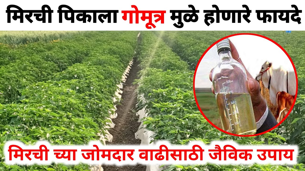 मिरची पिकाला गोमूत्र मुळे होणारे फायदे | मिरची च्या जोमदार वाढीसाठी उपाय |मिरची लागवड |गोमूत्र फायदे