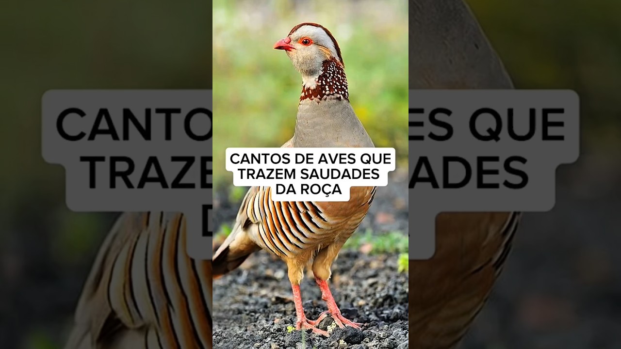 CANTOS DE AVES QUE TRAZEM SAUDADES DA RO&Ccedil;A 🌾 / #passaros #aves #avesbrazil #birdvideos #birds